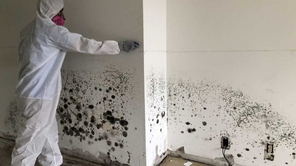 Mold removal services